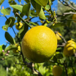 Grafted Meyer Lemon Tree Live Plant, 2 Feet Tall, Fragrant Yellow Citrus Tree, Suitable for Indoor or Outdoor Garden Growing