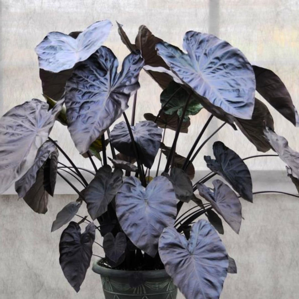 Colocasia Elephant Ears Live Plant, Alocasia Plant, Esculenta Taro Live Houseplant, 5-7 Inc Tall (Black Leaf and Stem)