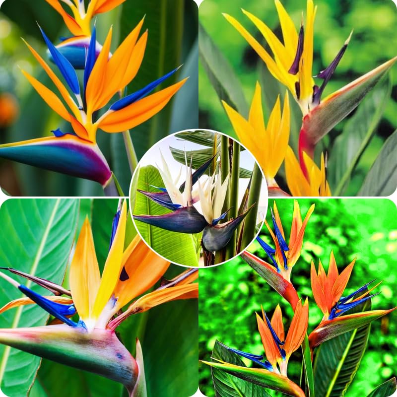 Set 2 Mixed Bird of Paradise Plants Live, 4-8 Inch Tall Tropical Plants for Indoor Outdoor Growing