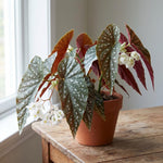 Begonia Plant Live 4-6 Inches, Starter Begonia Well Rooted, Colorful Foliage Plant for Indoor Decor and Patio Pots