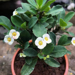 Set 2 White Euphorbia Milii Plants, Crown of Thorns Live Plant, 5-8 Inc Tall, Hardy Euphorbia Flowering Houseplants