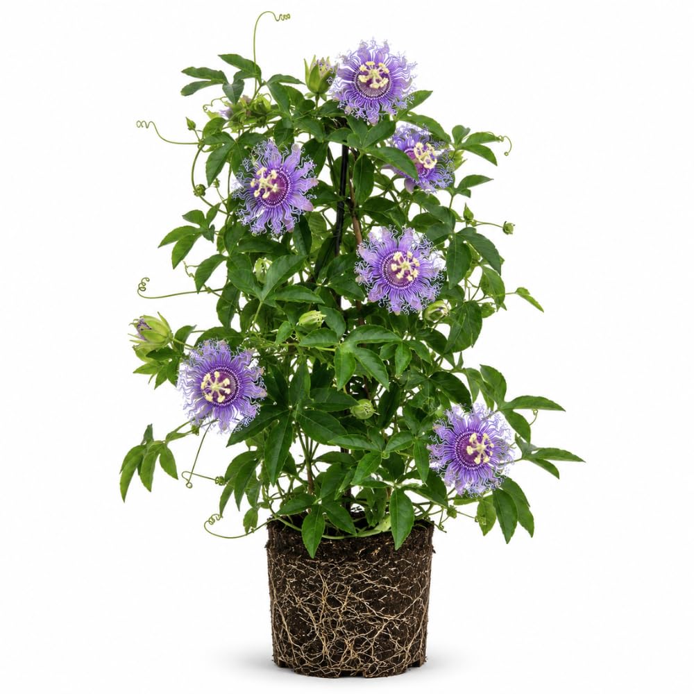Incarnata Passion Flower Plant, Maypop Incarnata Passiflora 4–7", Well Rooted Flowering Vine for Outdoor Garden