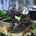 Dormant Live Elderberry Tree in Quart Pot, Sweet Fruit-Bearing Shrub, Container and Garden Planting