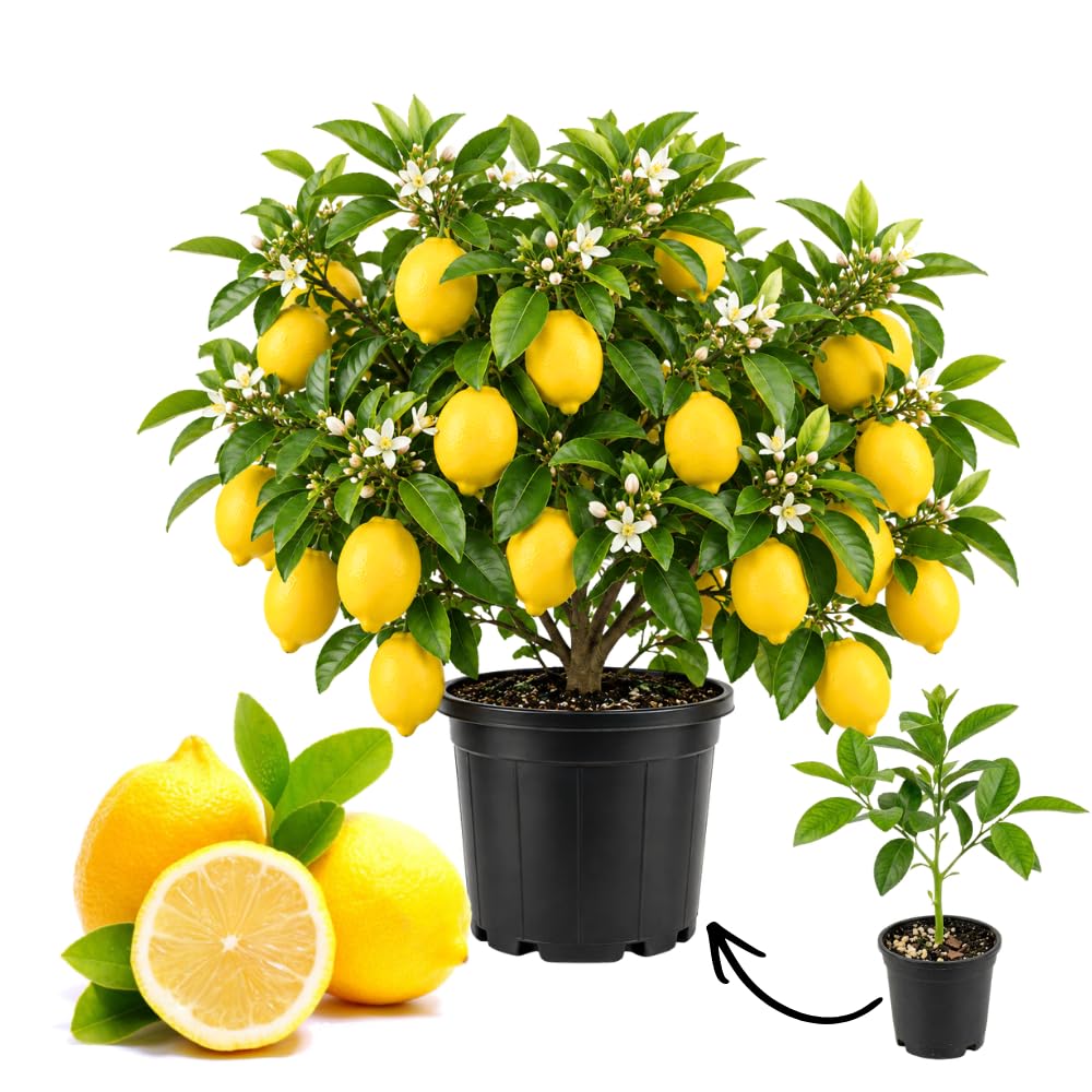 Live Meyer Lemon Tree, Potted Citrus Plant, 3-5 Inches Tall
