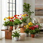 Mix Gerbera Daisy Plants Live, Assorted Daisy Plant, 5-7 Inches Tall, Colorful Perennial Plant, Bright Blooms for Indoor Outdoor Growing