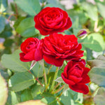 Rose Bush Live Plant, Heirloom Rose Plant Live for Planting, 5-10 Inch Tall, Fragrant Flowers Well Rooted Starter Plant, No Pot (Red Rose Plant)