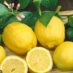 Meyer Lemon Tree Live Starter Plant, 2-4" Tall in 4" Pot, Fragrant Yellow Citrus for Indoor or Outdoor Planting