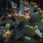 Green Prickly Pear Cactus Plant Live, 4 Inch Potted, Prickly Pear Cactus Plant, Hardy Succulent Cactus for Indoor or Outdoor Decoration