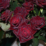 Fragrant Climbing Rose Live Plant, Well Rooted 5-9" Tall, No Leaf, Indoor Outdoor Climber, Rose Bush, Hybrid Tea Rose Like (Velvet Red Black)