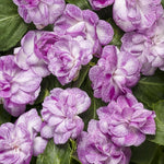 2 Double Impatiens Plants, Double Flowering Impatiens Starter Plant 4-7 Inches, Shade Garden or Patio Container Flower (Double Purple)