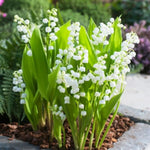 5 Lilies of The Valley Bulbs Rhizomes, Lily of The Valley Bulbs for Planting, Perennial Flower Bulbs Garden