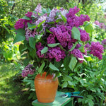 Fragrant Common Lilac Plant in 4 Inch Pot, Hardy Flowering Lilac Shrub, Fragrant Purple Blossoms
