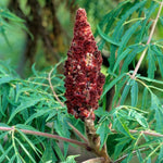 2 Black Sumac Trees Live Plants Bare Roots, Dormant 1-2 Feet Tall, Hardy Shrub Fragrant Ground Cover for Landscaping