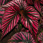3 Packs Rare Deep Red Begonia Angel Wing Maculata Live Plants, 5-9 Inch Tall, Indoor Outdoor Polka Dot Begonia