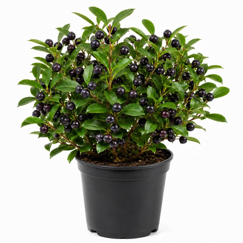 Live Black Huckleberry Bush in 5" Pot, Edible Sweet Berry Shrub, Fruiting Plant for Outdoor Garden and Patio, 6-10 Inch Tall
