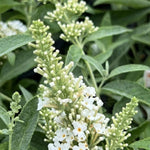 2 Butterfly Bush Live Plants, White Buddleia Shrubs, 5–9 Inch Tall, Fragrant Flowering Shrubs, No Pot