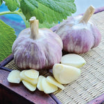 4 Softneck Garlic Bulbs for Planting in Fall, XL Size Garlic Bulbs for Growing