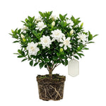 Frostproof Jasmine Live Plant – Sweetly Fragrant White Flower Vine, Fragrant Indoor & Outdoor 4-6” Tall Decorative Plant