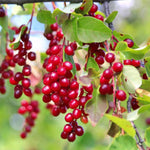Red Chokecherry Tree Live Plant to Grow, Chokecherry Plant Live 8 to 14 Inch Tall, in 2.5 Inch Pot Home Garden