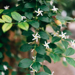 Set 2 Green Jasmine Plant Live, 4-7 Inches Tall, Fast Growing Jasmine Flower Plant, Low Maintenance for Patio and Home Decoration