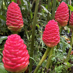 10 Awapuhi Shampoo Ginger Roots, Zingiber Zerumbet Pinecone Ginger Lily, Red Ginger Flowers to Grow, Ginger Rhizomes