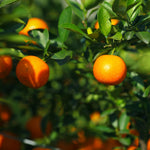 Satsuma Mandarin Tree Live Plant, Sweet Tangerine Citrus Tree in 1 Gallon Pot, Suitable for Patio or Outdoor Garden Growing