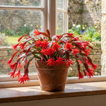 Red Easter Cactus Plant Live 4-6 Inches, Vibrant Spring Bloomer for Indoor Decor, Patio Pots, Ready to Grow