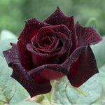 Climbing Roses Live Plants, Rose Bushes Ready to Planting, No Pot, Cut Back, Well Rooted, 6-8 Months Old (Random Single Color)
