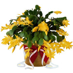 Christmas Cactus Plants Live, Flowering Thanksgiving Cactus with Vibrant Blooms, 4-7'' Tall, Easy-Care Indoor Houseplant (Yellow Blooms)