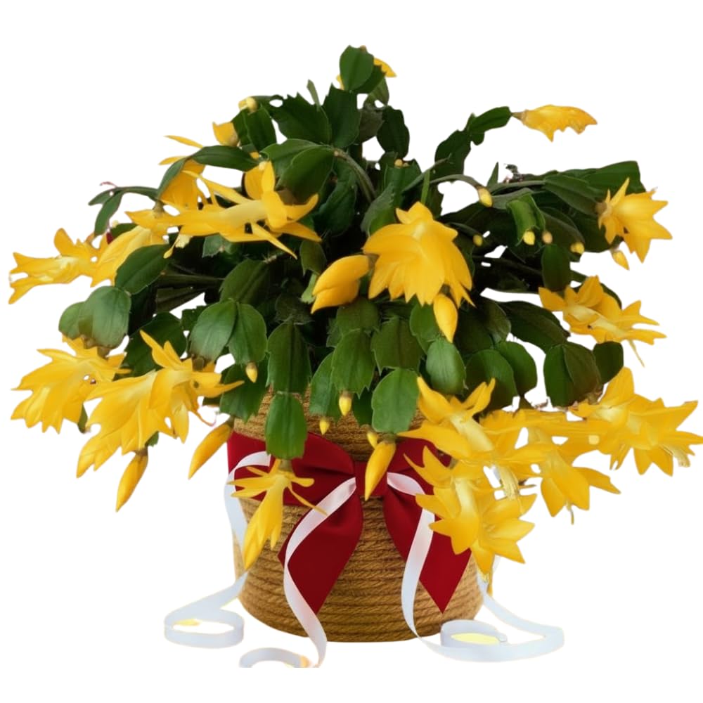 Christmas Cactus Plants Live, Flowering Thanksgiving Cactus with Vibrant Blooms, 4-7'' Tall, Easy-Care Indoor Houseplant (Yellow Blooms)