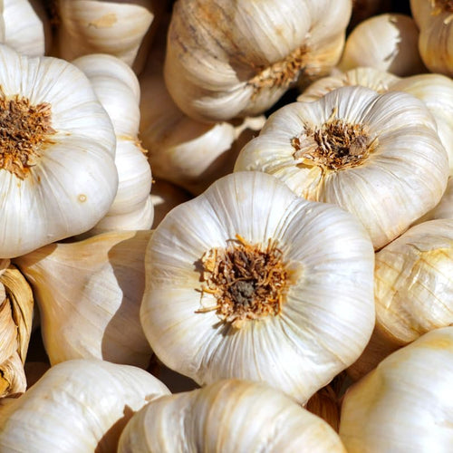 1 Pound Garlic for Planting in Fall Softneck Hardneck, 5-6 White Garlic Bulbs for Planting, Fresh and High Yield Bulb Variety Pack, Hardy and Fast Growing