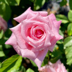 Rose Bush Live Plant, Heirloom Rose Plant Live for Planting, Fragrant Flowers Well Rooted Plant, 5-10 Inch Tall (Pink Rose)