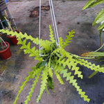Fishbone Cactus Plant Live, Houseplant, Pink Epiphyllum Flower Cactus Live Plant, 5 to 8 Inc in Height
