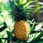 Gold Pineapple Plant Live for Planting 5 to 8 Inch Tall, Sweet Pineapple Fruit Tree Live Plant, Pineapple Seedling
