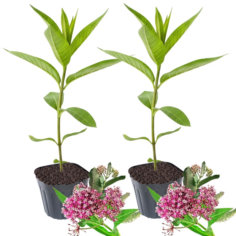 2 Butterfly Milkweed Plants Live, Asclepias Tuberosa Tropical Milkweed Flowers for Butterfly Garden, 4-9" Tall Perennials, No Pot Included (Pink Milkweed)