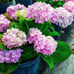 Hydrangea Plant Live Tree, Pink to Blue Purple Color Bloom, 5-10" Well-Rooted Hydrangea Shrub Bush for House Planting Outdoor, Dormant