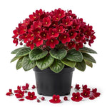 Red African Violet Plant Live, Red Violet Flower, 3-5 Inches Tall