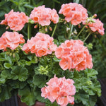Live Geranium Plants, 3 Salmon Geranium Flower Plants Gernanium Plant Live, 5 to 8 Inches in Height