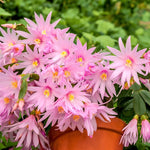 Pink Easter Cactus Plant Live 4-7 Inches, Spring Easter Cactus, Vibrant Seasonal Blooms for Indoor Planting