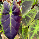 Colocasia Elephant Ears Live Plant, Alocasia Plant, Esculenta Taro Live Houseplant, 5-7 Inc Tall (Dark Leaf)