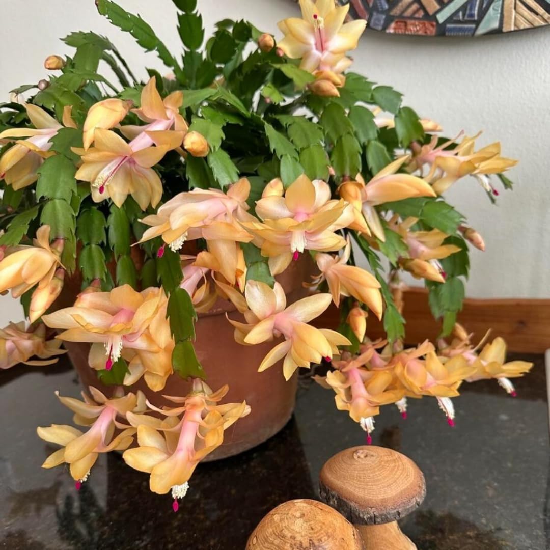 Live Yellow Christmas Cactus Live Plant 4–6 Inches Tall, Winter Blooming False Thanksgiving Cactus Well Rooted, Flowering Houseplant for Home and Office