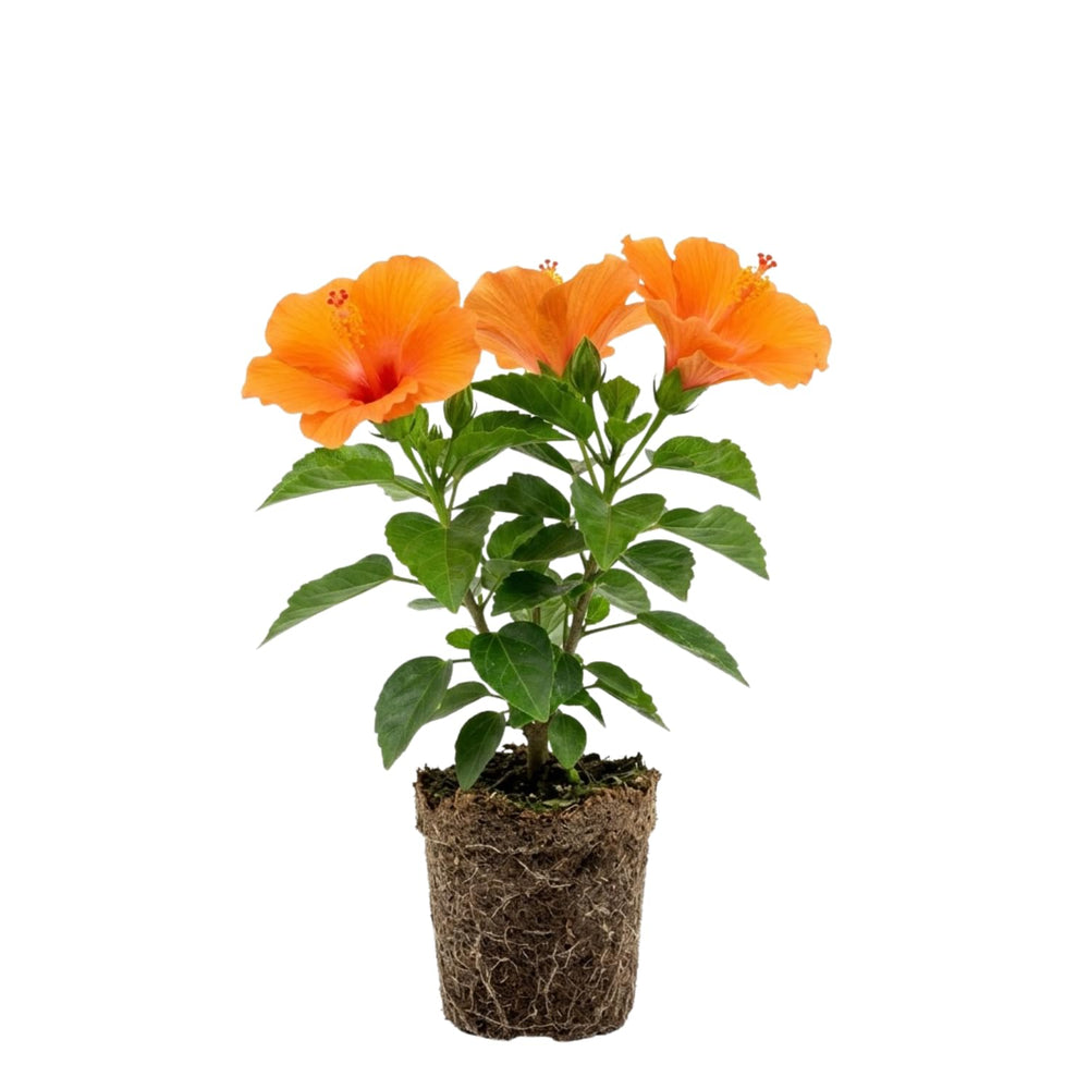 Orange Hibiscus Plant for Outdoor Planting, Hardy Hibiscus Flowers Colorful Blooms, Hibiscus Plant for Grow, 5-7'' Tall