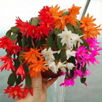 Easter Cactus Live Plant, 4-9” Tall, Rooted Holiday Cactus Succulent Plant for Indoor or Outdoor Growing, Easy Care Flowering Houseplant (Mixed Easter Cactus)