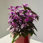 Set of 2 Gynura Purple Passion Plant Live, Gynura Royal Velvet, 4-8 Inch Tall for Planting