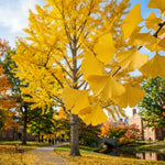 Ginkgo Tree Live Plant, Yellow Fall Leaf Tree, 3-6 Inch Tall