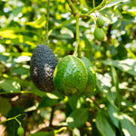 Live High-Yielding Avocado Tree Plant in 3 Gallon Pot, Cold Hardy Avocado Tree 2-3 Ft Tall, Ready to Bear Fruits