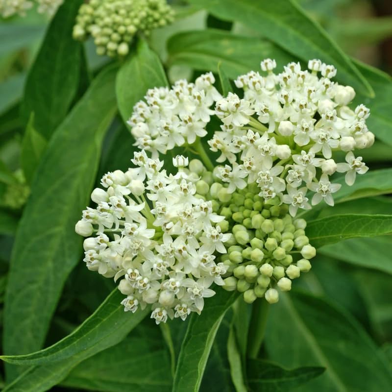 4 Milkweed Plants Live 4-9 Inc Tall, Tropical Milkweed Plants Well Rooted, Outdoor Growing