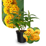 2 Vibrant Buddleia Butterfly Bush Plants Live, Butterfly Bushes Plant for Outdoor Garden, 5 to 9 Inch Tall Perennial Coloful Flowers Plant, No Pot (Yellow)