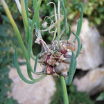 200 Egyptian Walking Onion Seeds, Heirloom Perennial Walking Onion Seeds, Not Bulbs, Cold Hardy Vegetable Seeds for Garden Planting