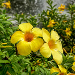 2 Yellow Mandevilla Plants Live 4–7" Tall, Live Mandevilla Flowering Tropical Vines for Patio, Containers and Backyard Landscaping